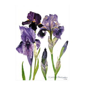 Elizabeth Blackadder DBE RSA RA, 'Three Irises'