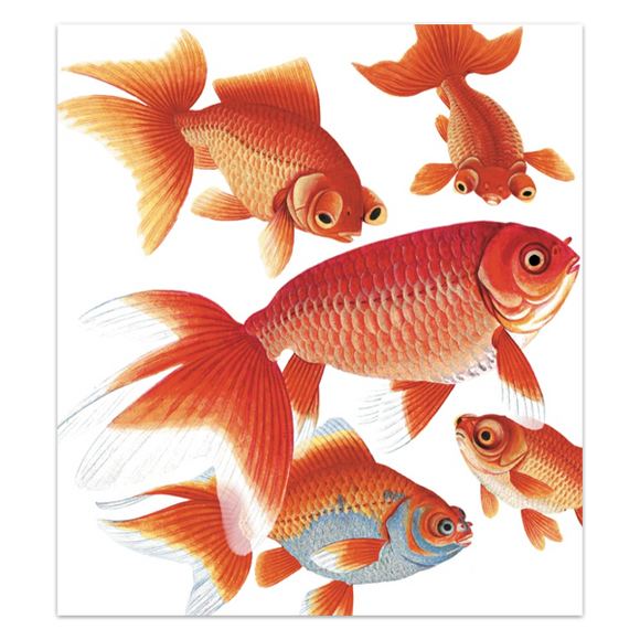 Reeves Collection, 'Goldfish',