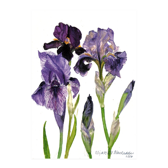 Elizabeth Blackadder DBE RSA RA, 'Three Irises'