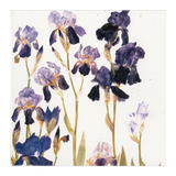Dame Elizabeth Blackadder ' Purple Irises and Red and Yellow Tulips ' Set of cards