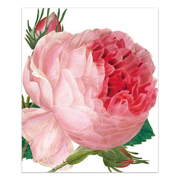 P.J. Redoute, 'Rosa Centifolia'